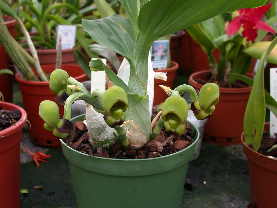 Catasetum expansum