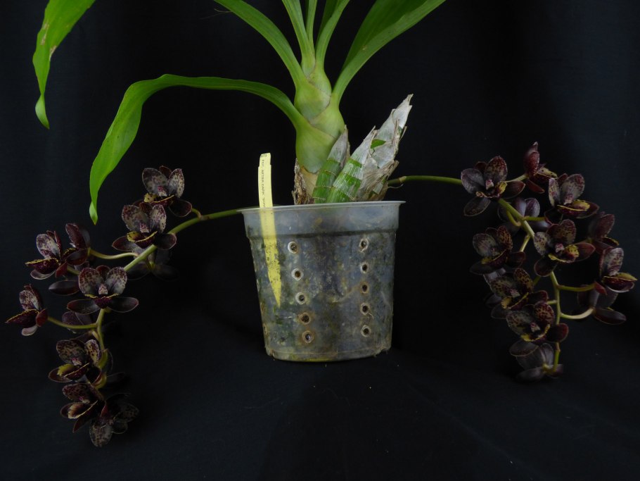 Катасетум размножение