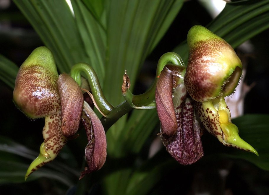 Катасетум смеллинг