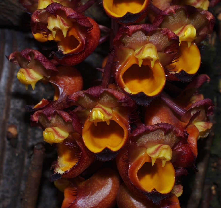 Катасетум фимбриатум