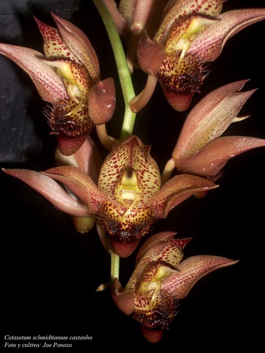 Катасетум тенебросум Орхидея
