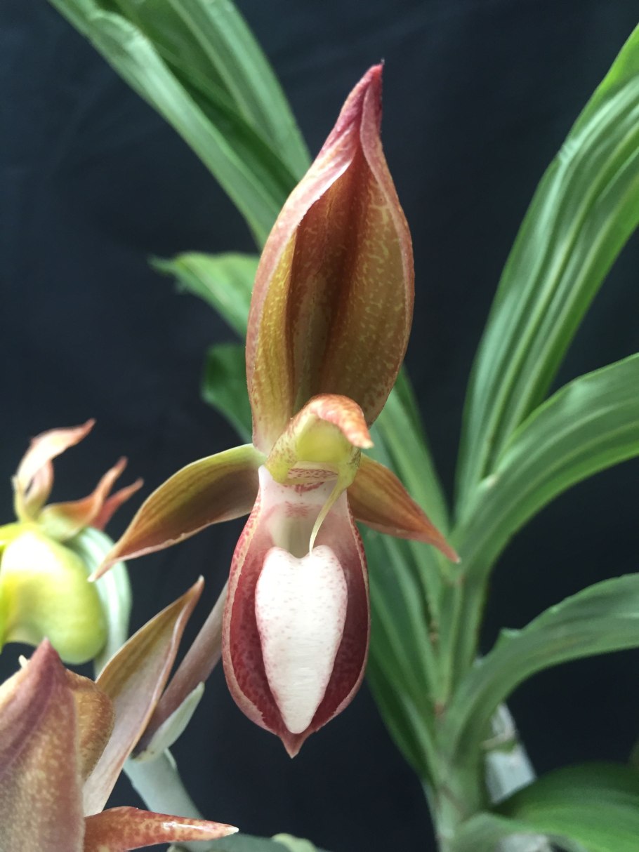 Орхидея Catasetum tenebrosum