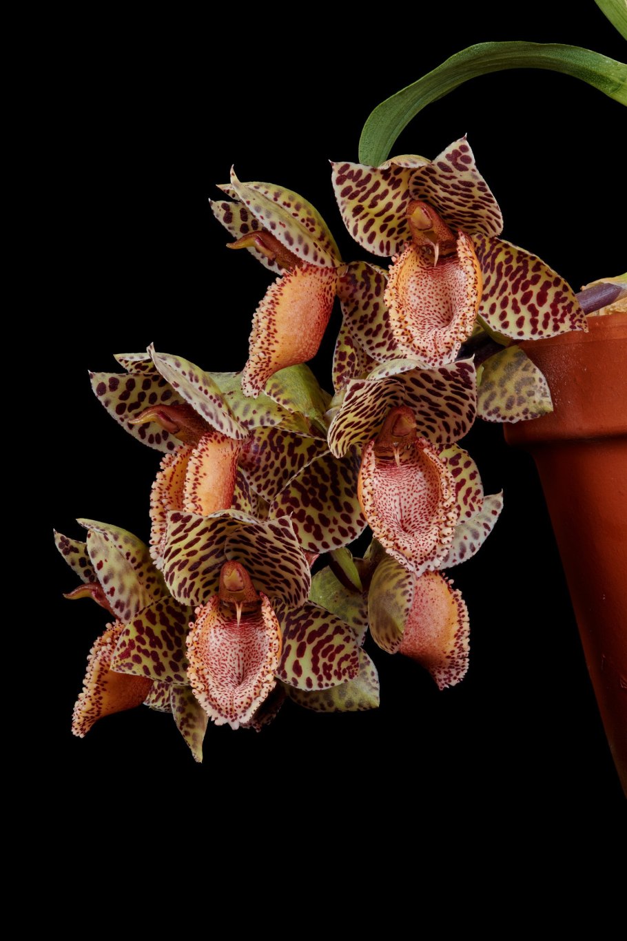 Catasetum tabulare
