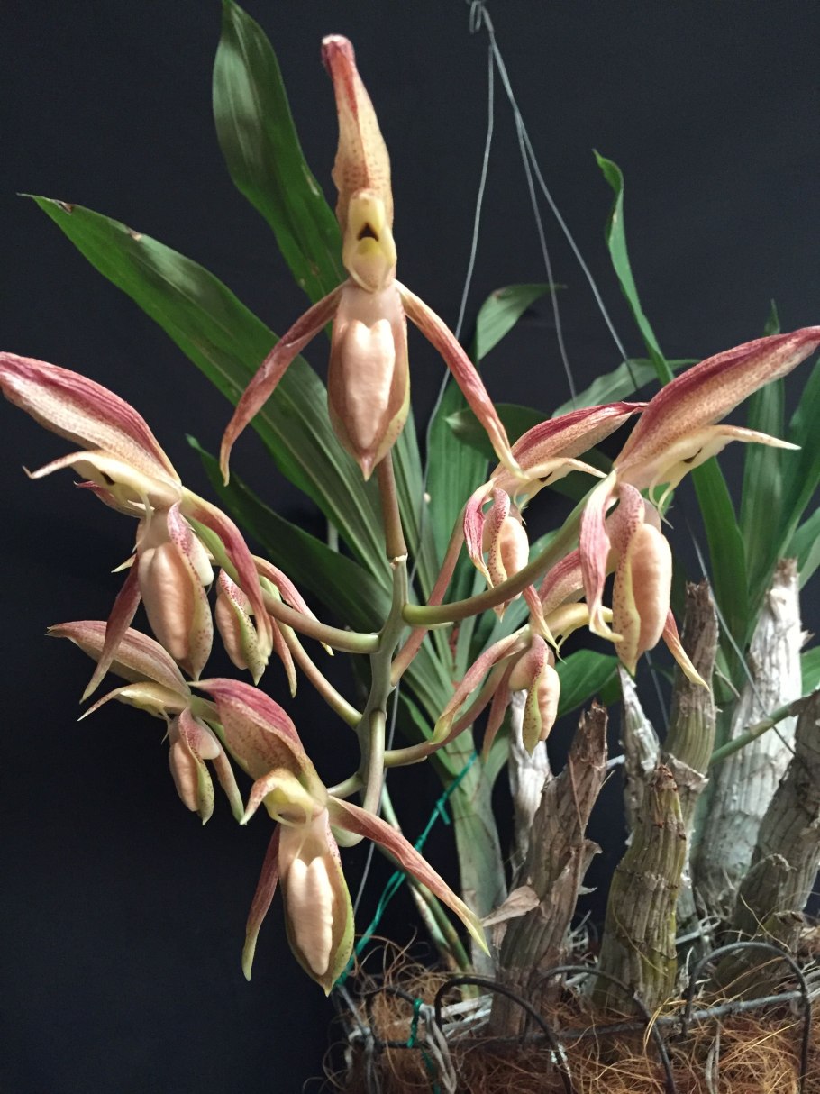 Catasetum schmidtianum