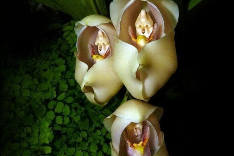 Catasetum osculatum