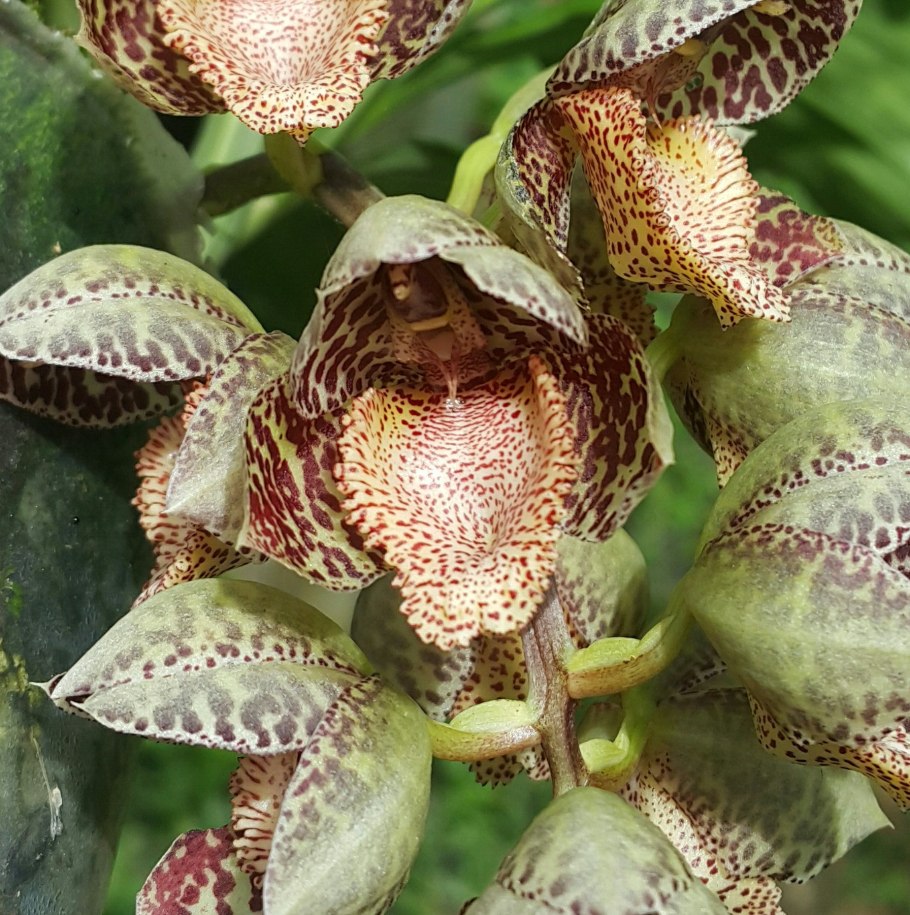 Catasetum denticulatum