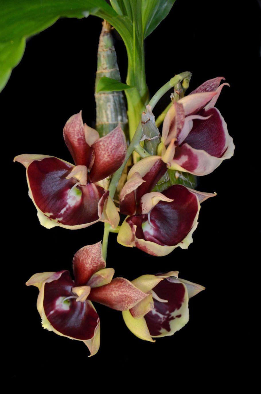 Catasetum fimbriatum