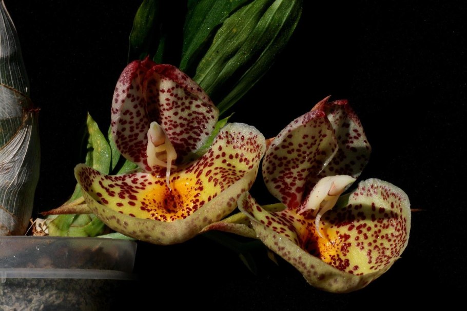 Catasetum Orchidglade