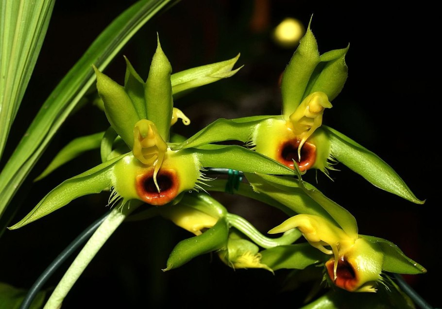 Орхидея Catasetum tenebrosum