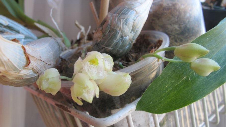 Кловезия грейс дунн