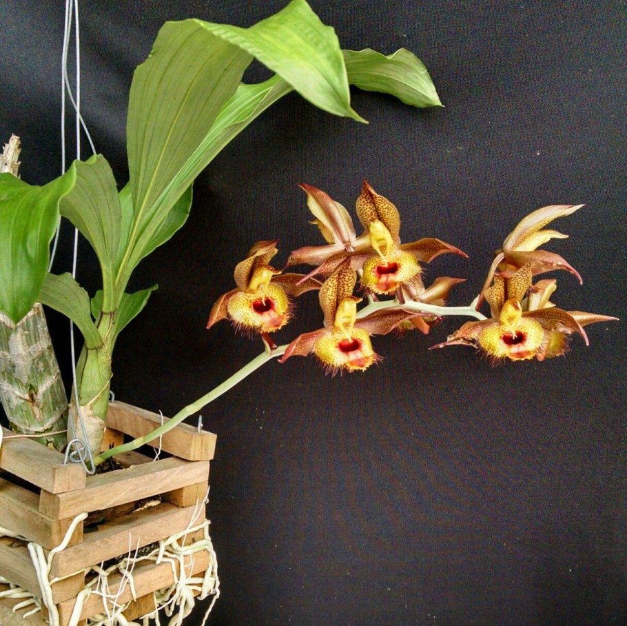 Императорский катасетум