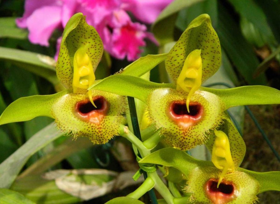 Catasetum fimbriatum