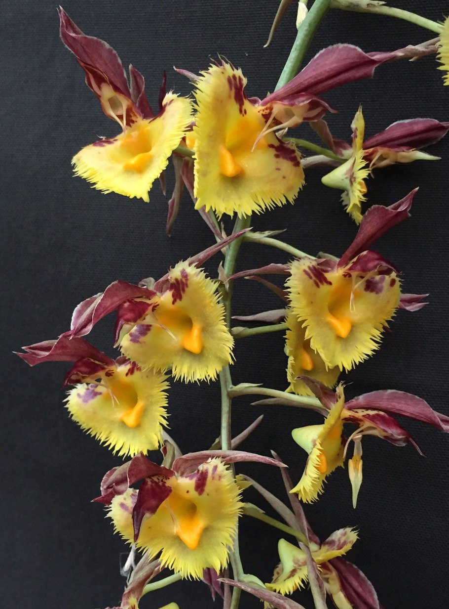 Катасетум Орхидея