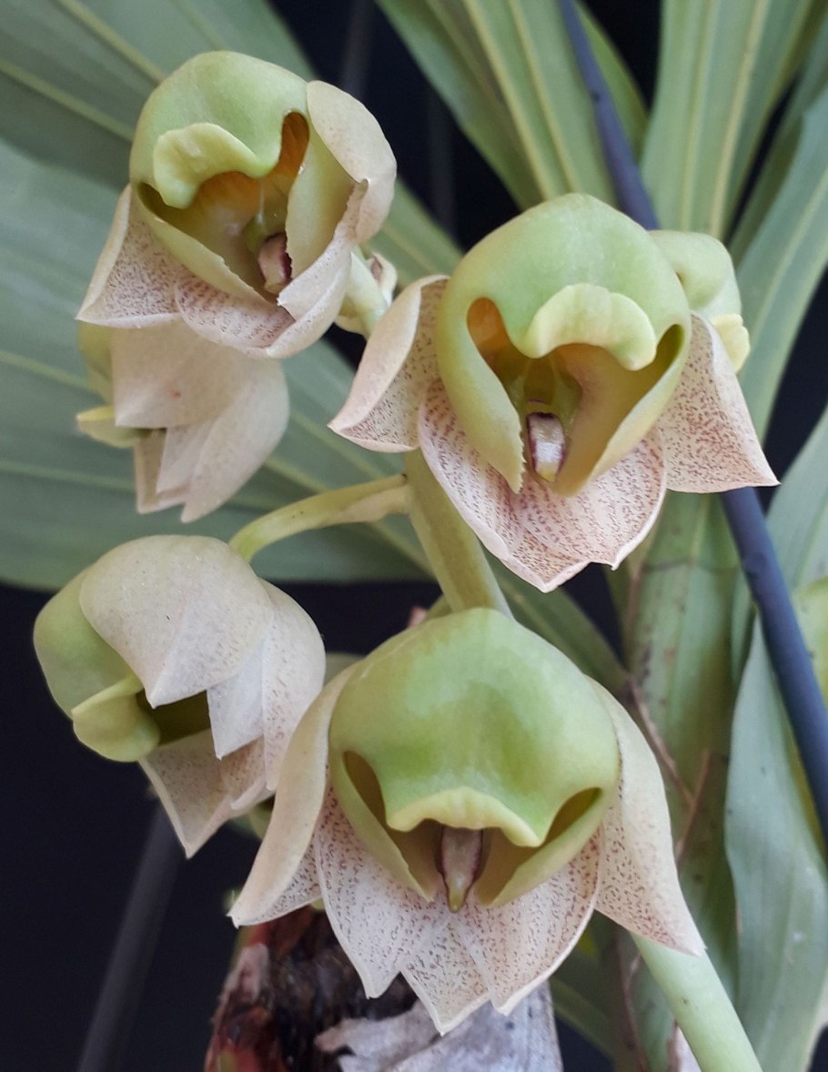 Орхидея Fredclarkeara