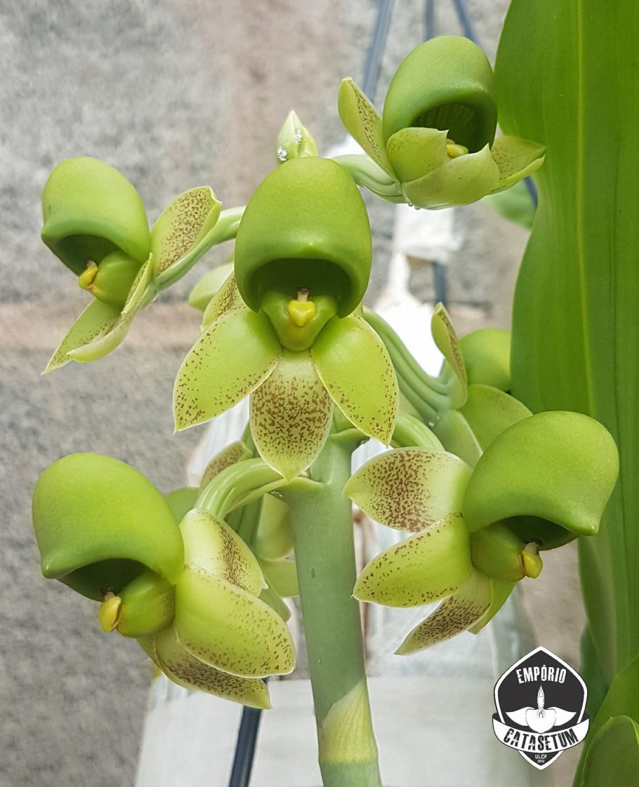 Catasetum tabulare