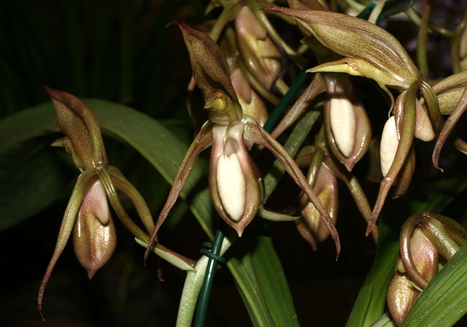 Catasetum sanguineum