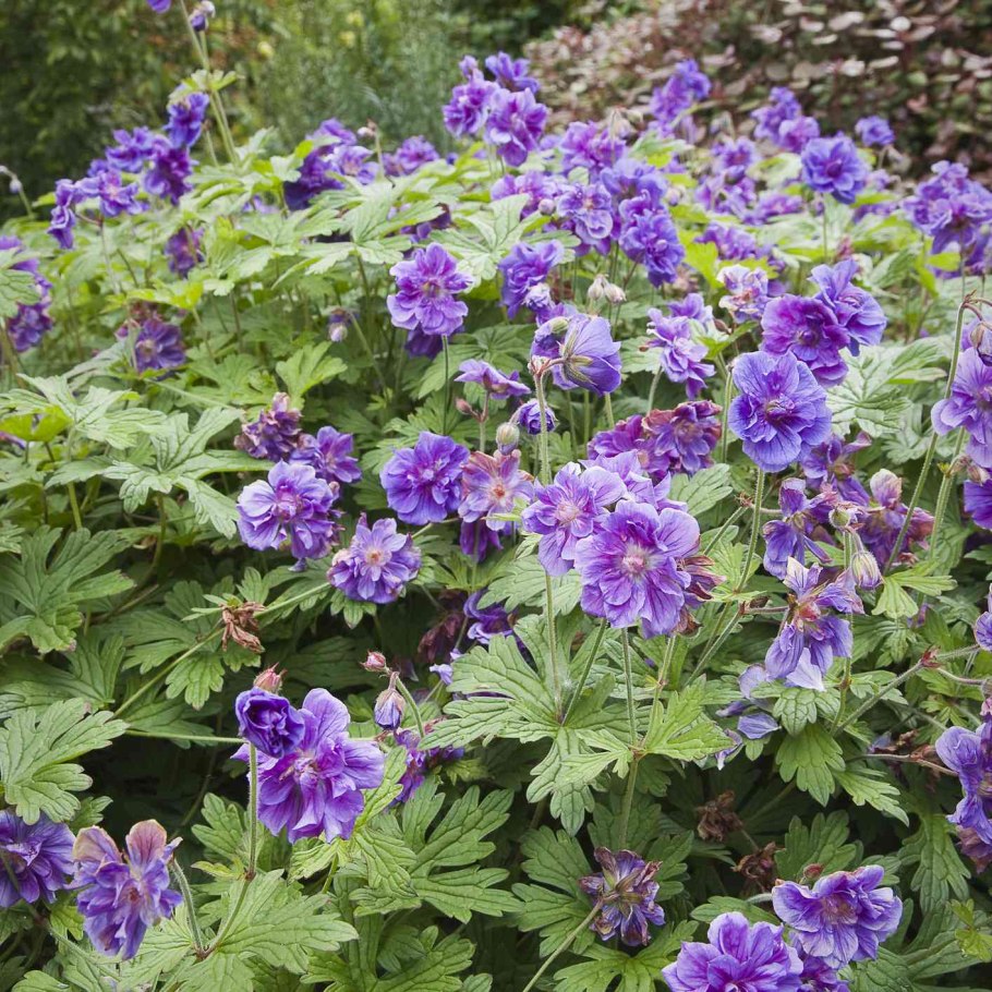 Герань гималайская 'Gravetye'