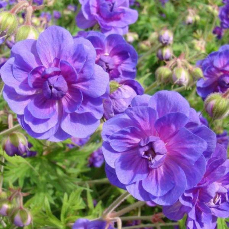 Герань гималайская Plenum