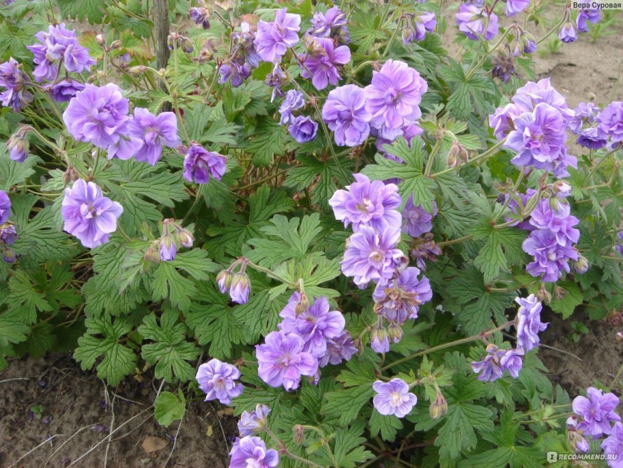 Герань гималайская 'Baby Blue'