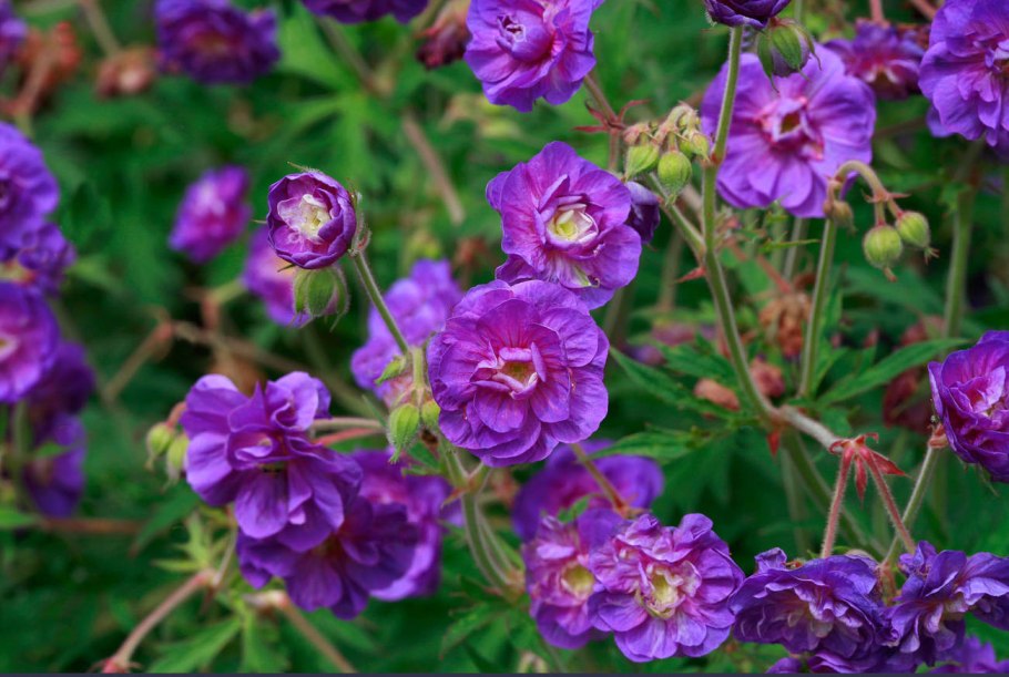 Герань Садовая махровая