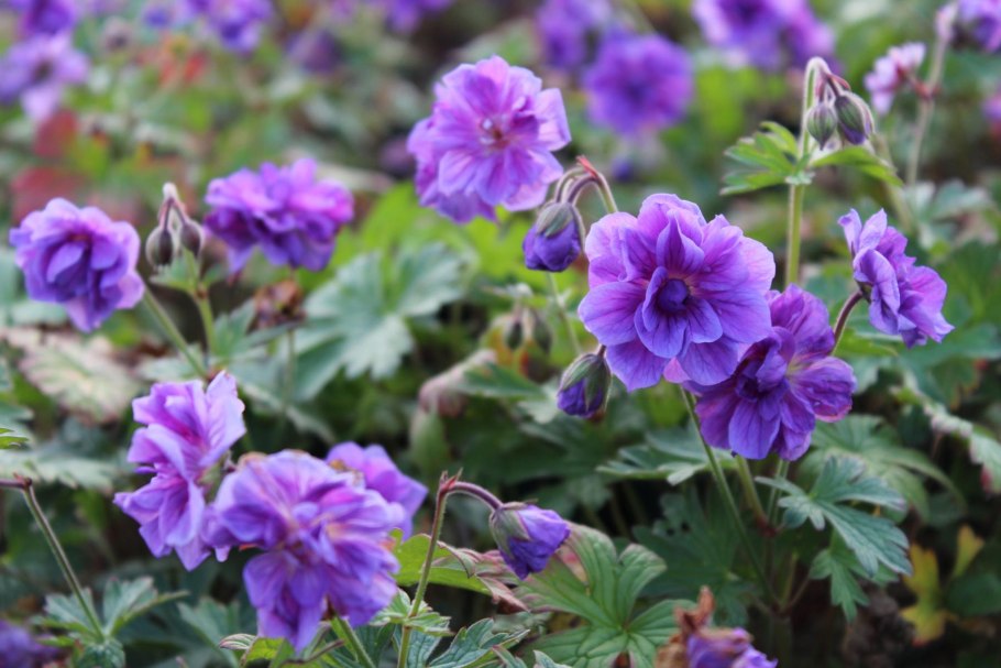 Герань садовая многолетняя