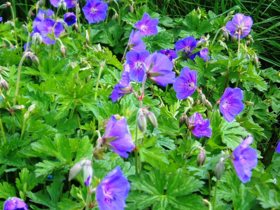 Герань гималайская кайя