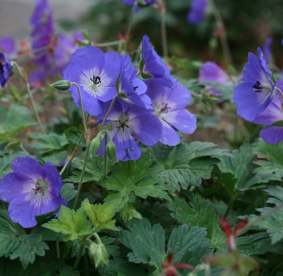 Садовая герань многолетняя