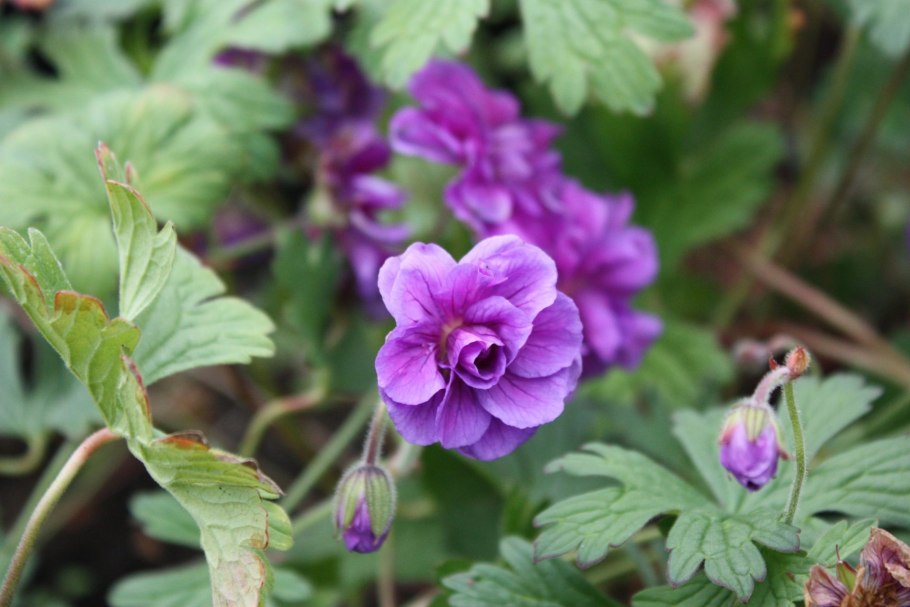 Герань гималайская Садовая