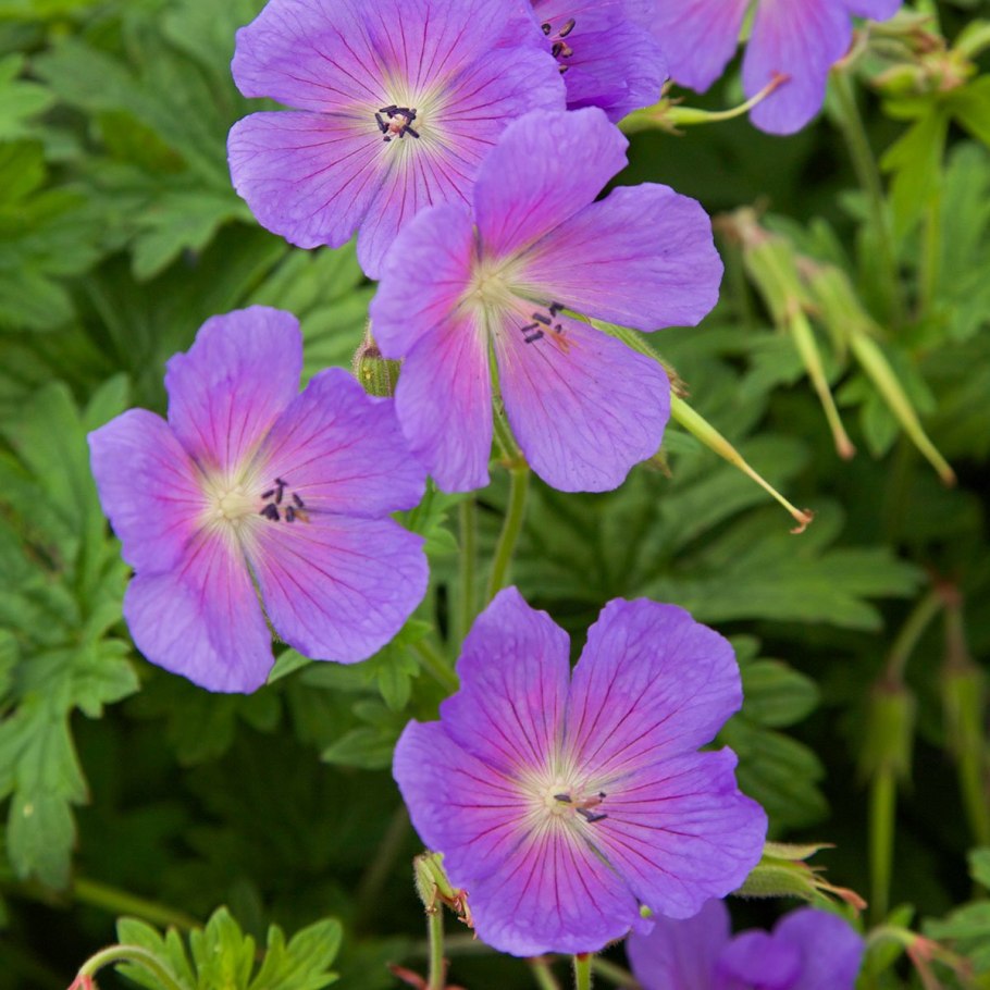 Герань гималайская 'Gravetye'