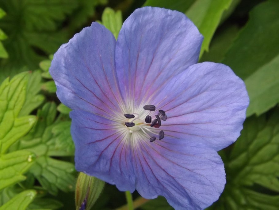 Герань гималайская Садовая