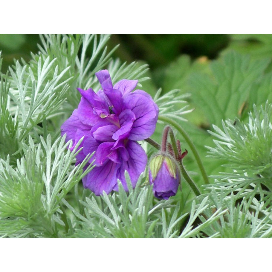 Герань гималайская махровая