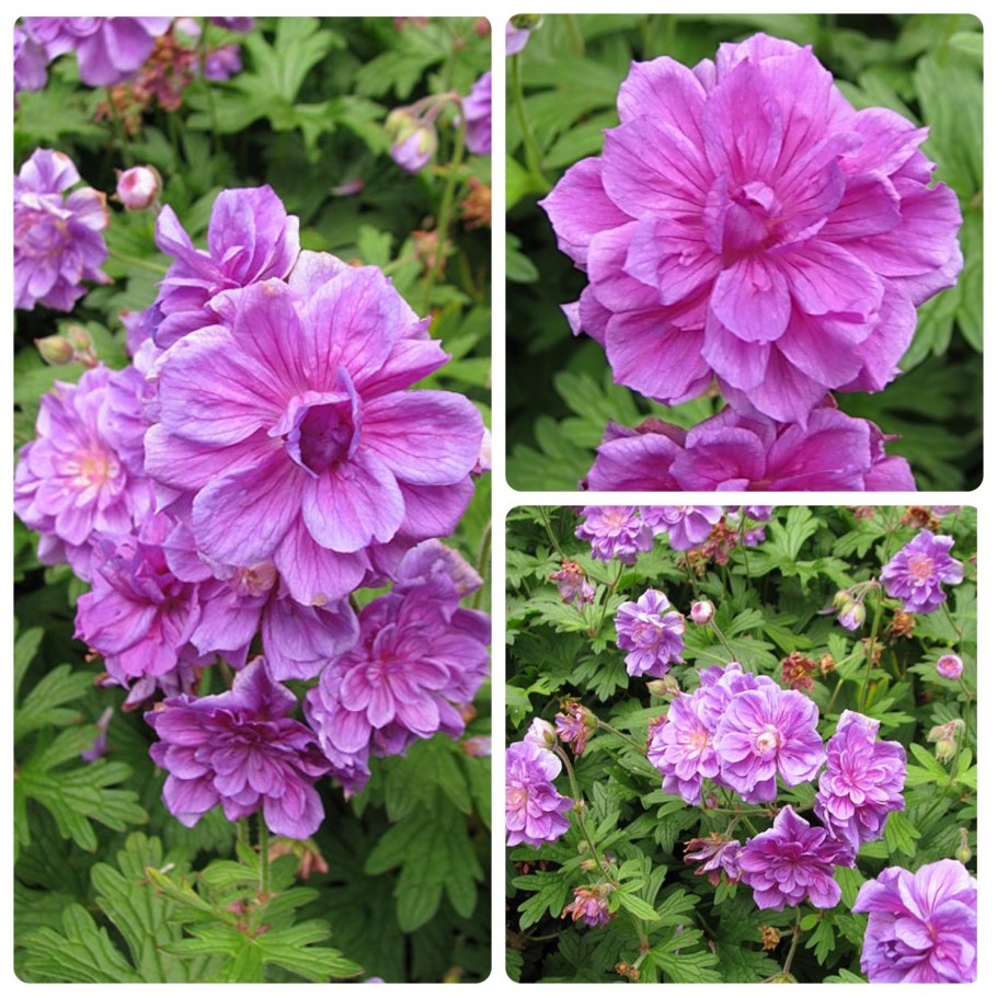 Герань многолетняя садовая