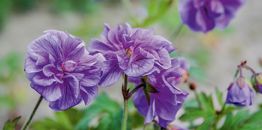 Герань гималайская (Geranium himalayense 'Baby Blue&#96;)
