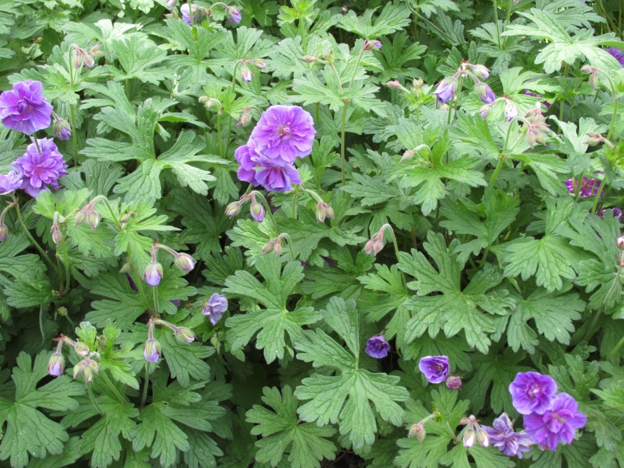 Герань гималайская plenum