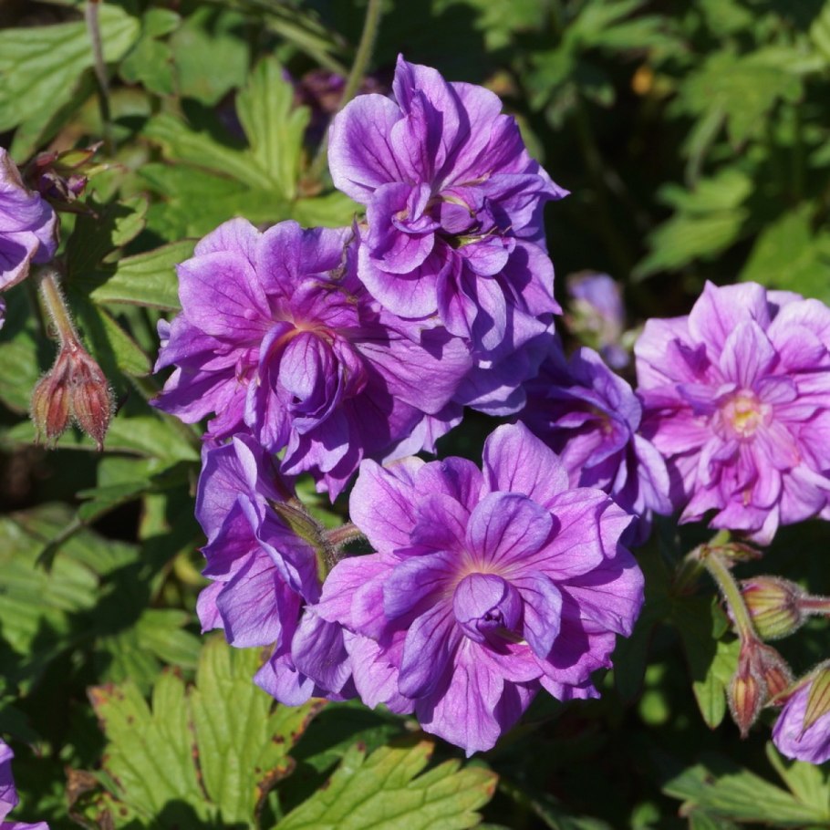 Герань гималайская пленум