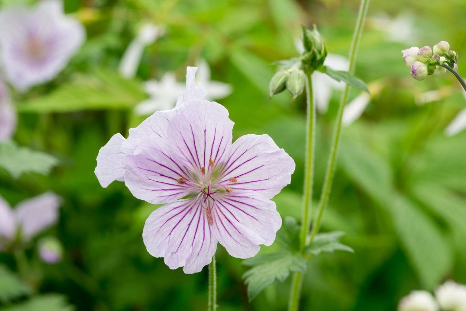 Герань гималайская деррик кук