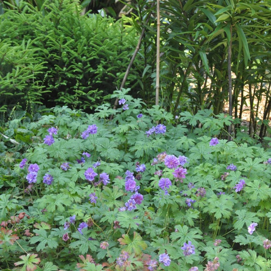 Герань гималайская plenum