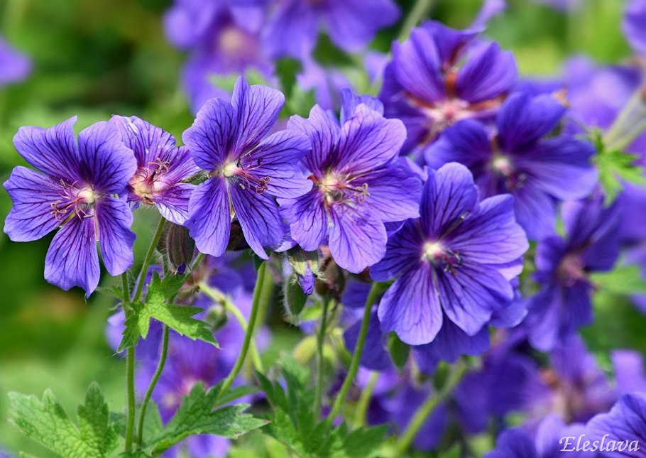 Садовая герань (журавельник