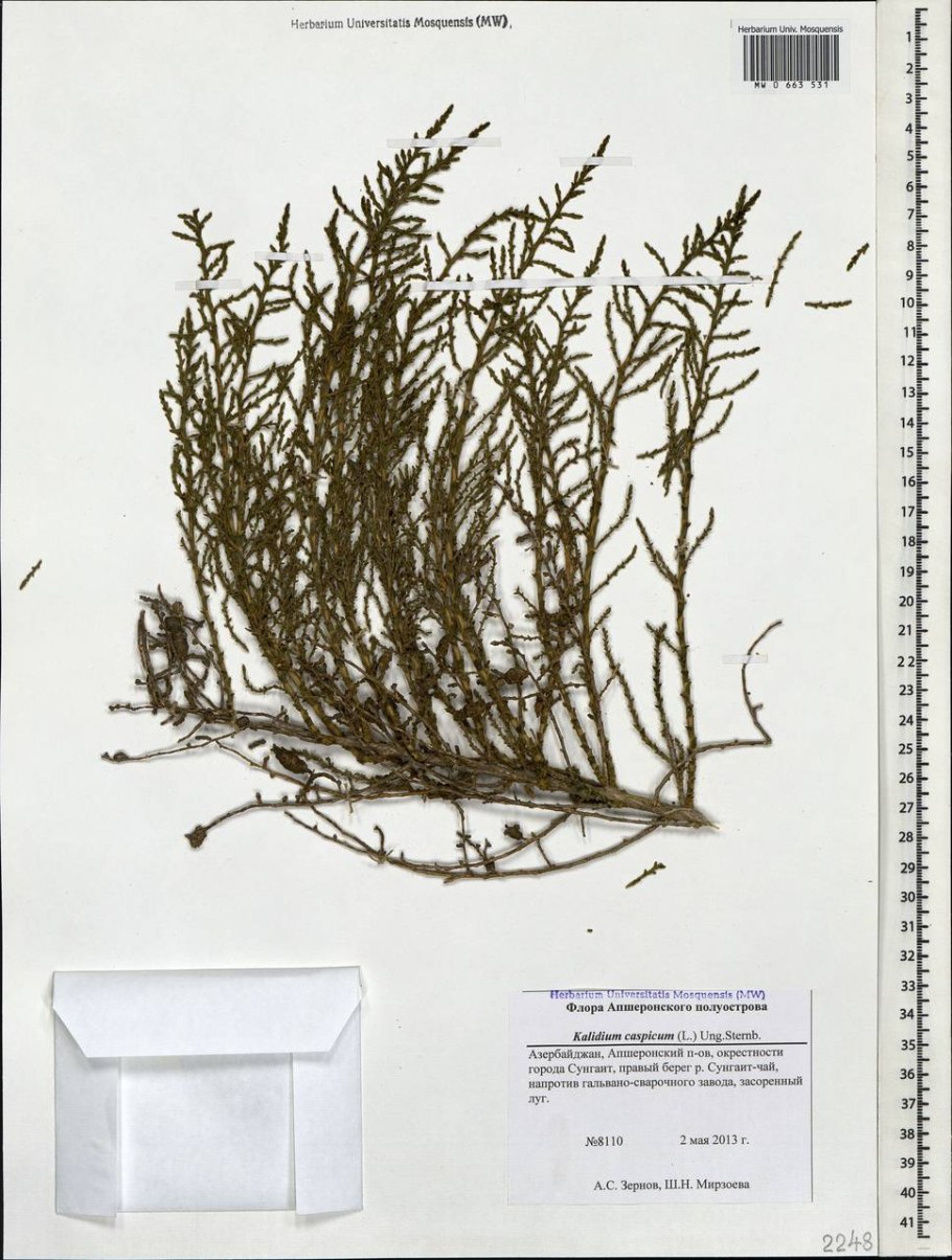 Солерос травянистый