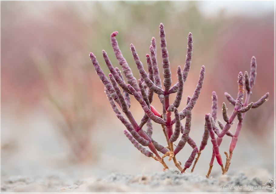 Песчаная Акация(ammodendron