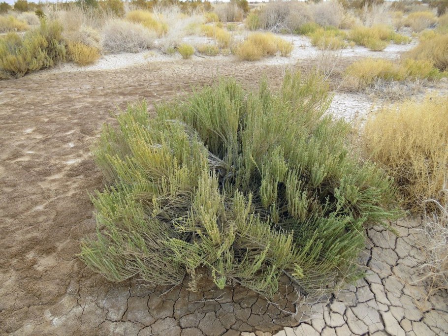 Калидиум (Kalidium gracile) в пустыне