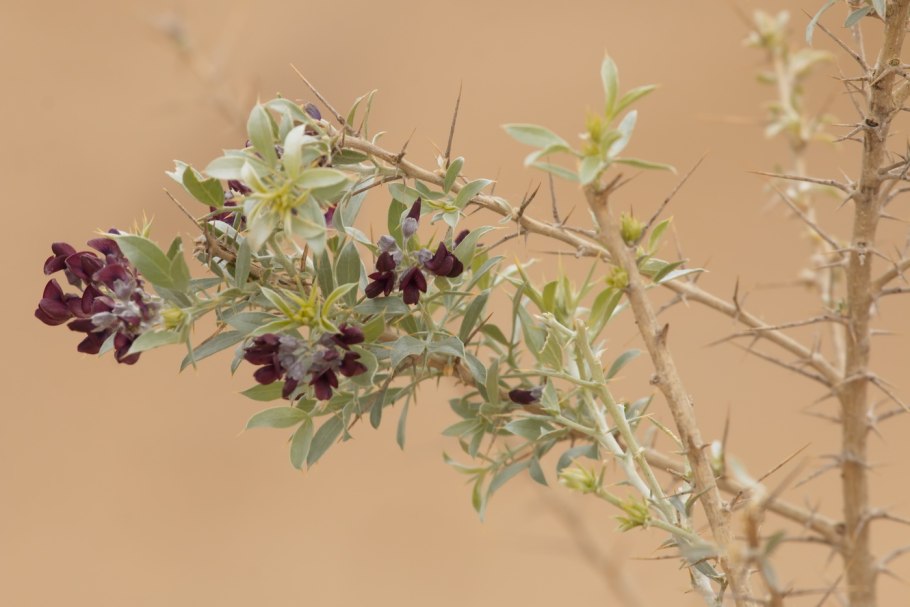 Розмарин Кэнади