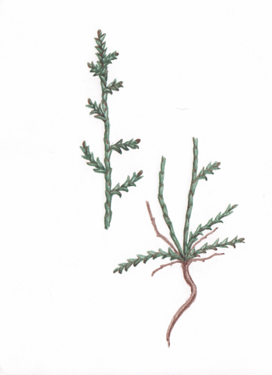 Поташник олиственный