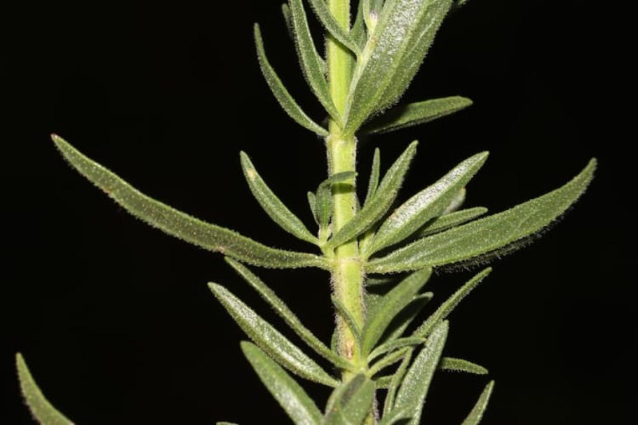 Бегония многолистная