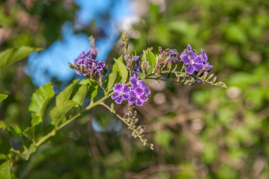 Мирт Средиземноморский