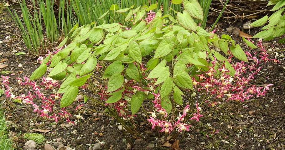 Горянка красная epimedium rubrum