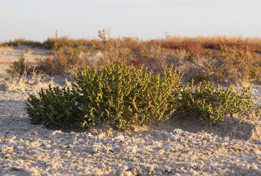 Salsola dendroides Pall.