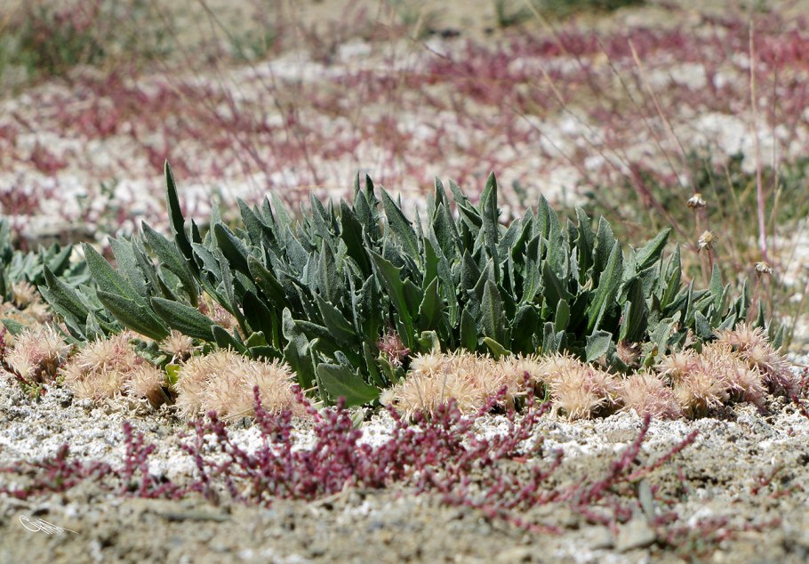 Солерос солончаковый