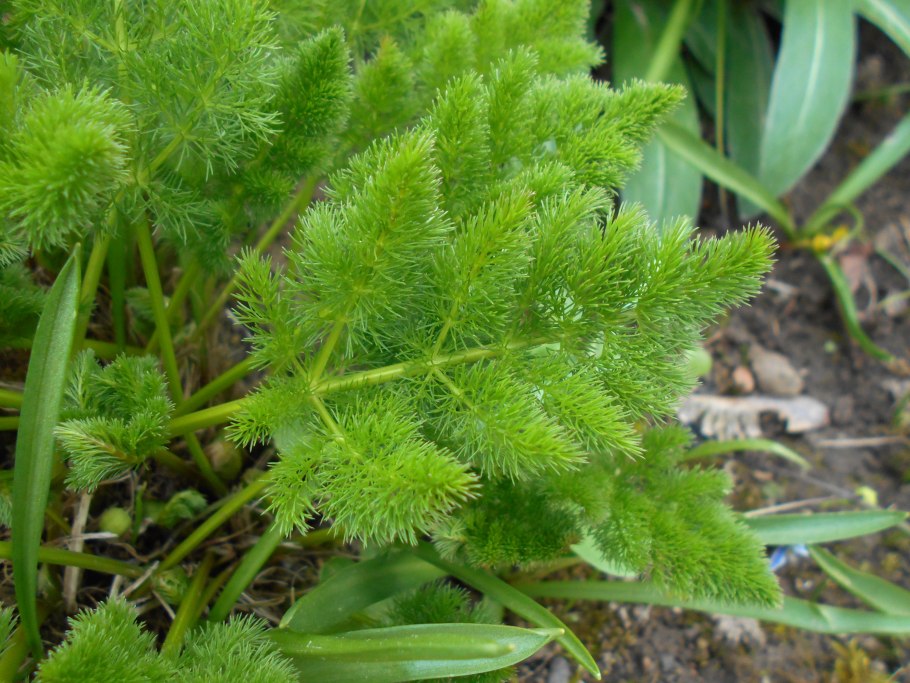 Меум атамантовый