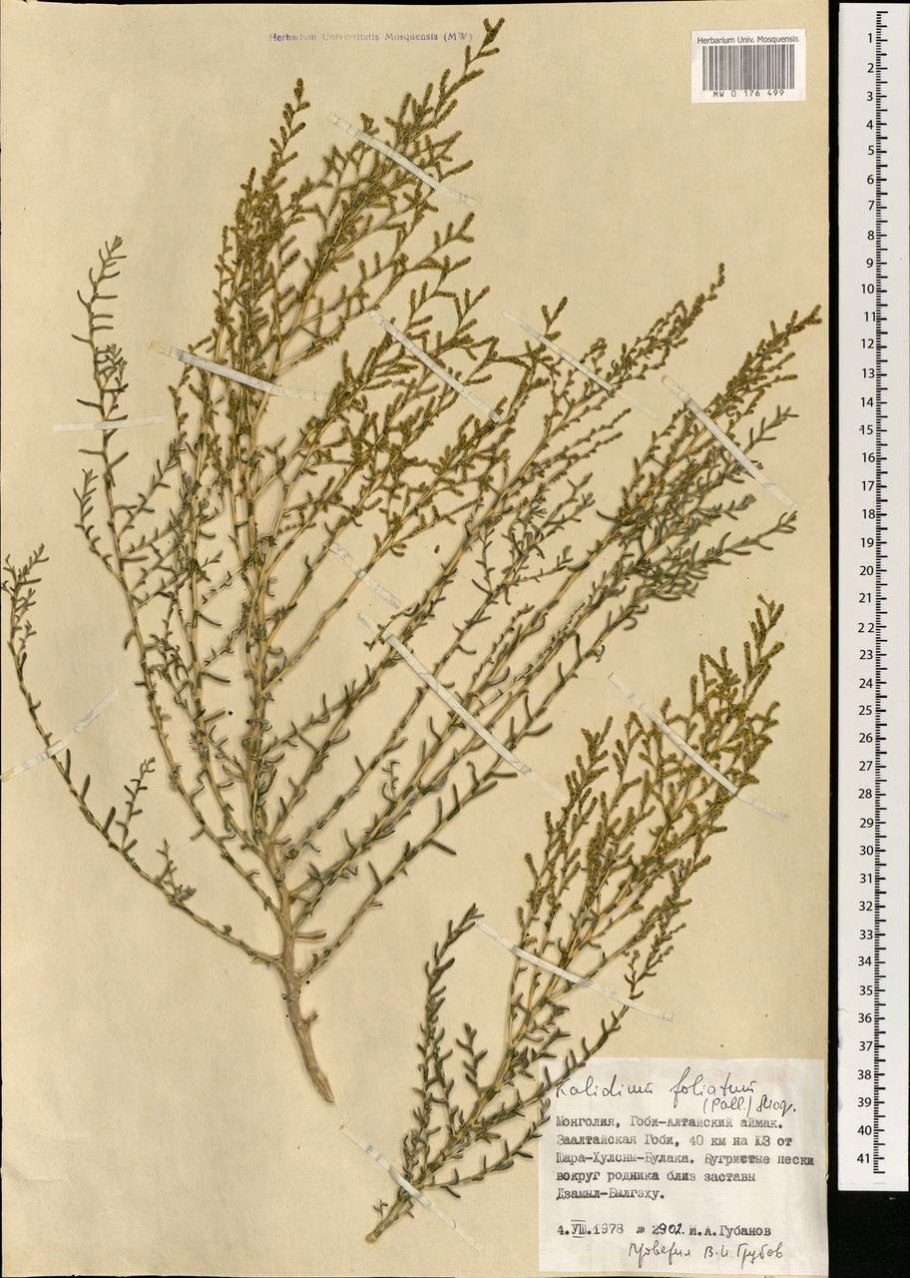 Поташник — Kalidium foliatum)